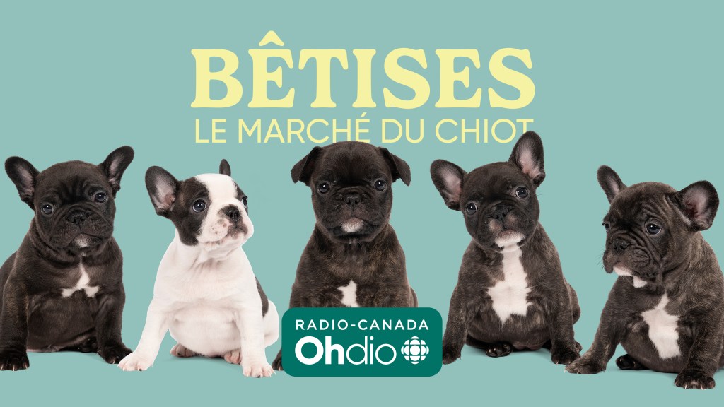 Bêtises : le marché du chiot